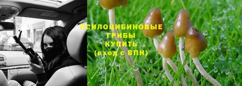 наркошоп  Отрадная  Галлюциногенные грибы Magic Shrooms 